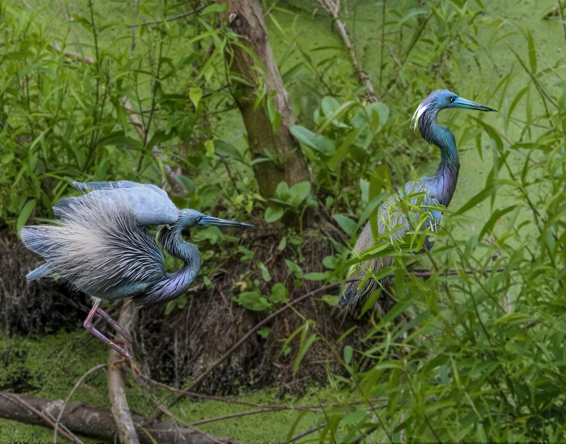 Following Her by Rita Johnston