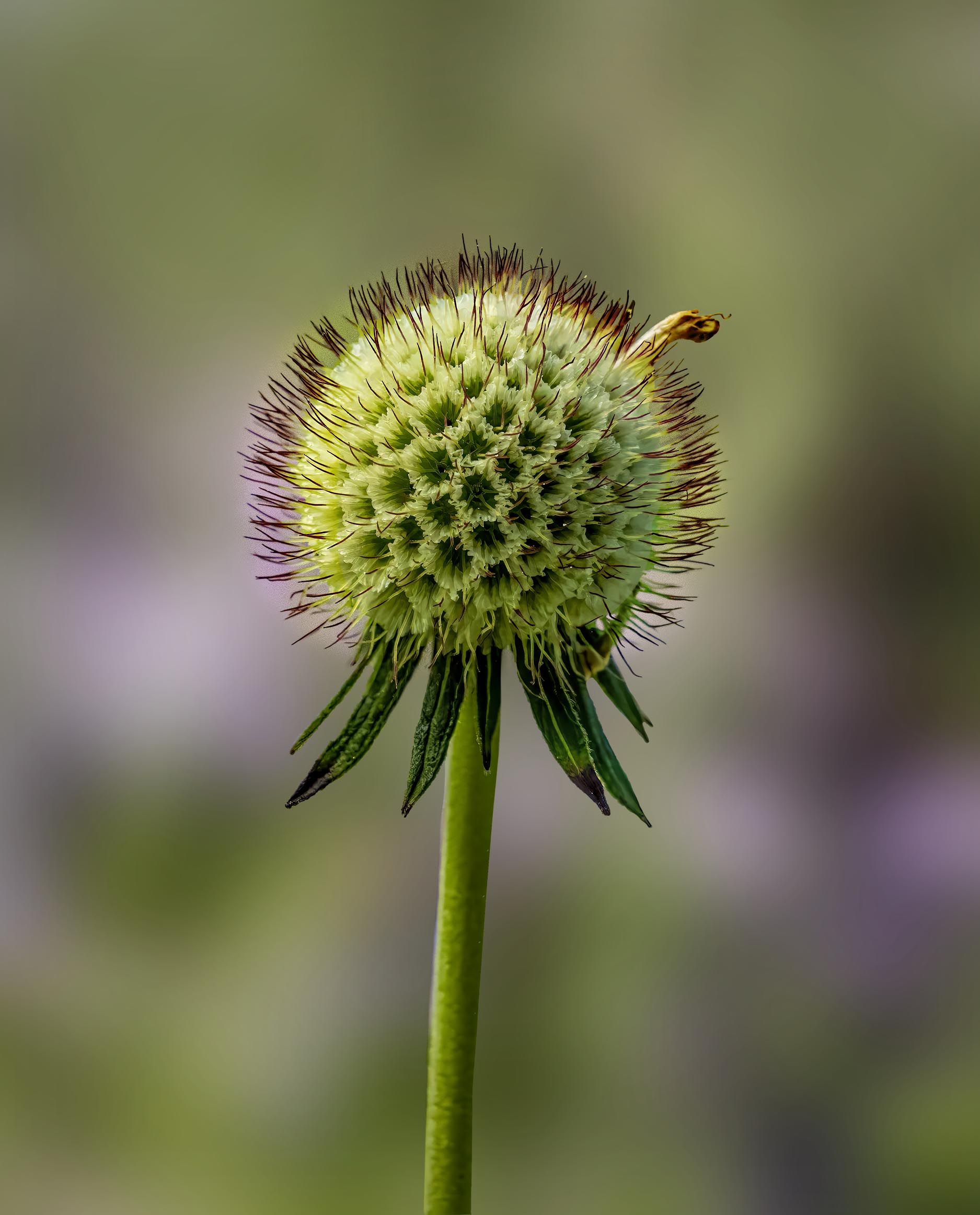 Bloom by Charles Ginsburgh
