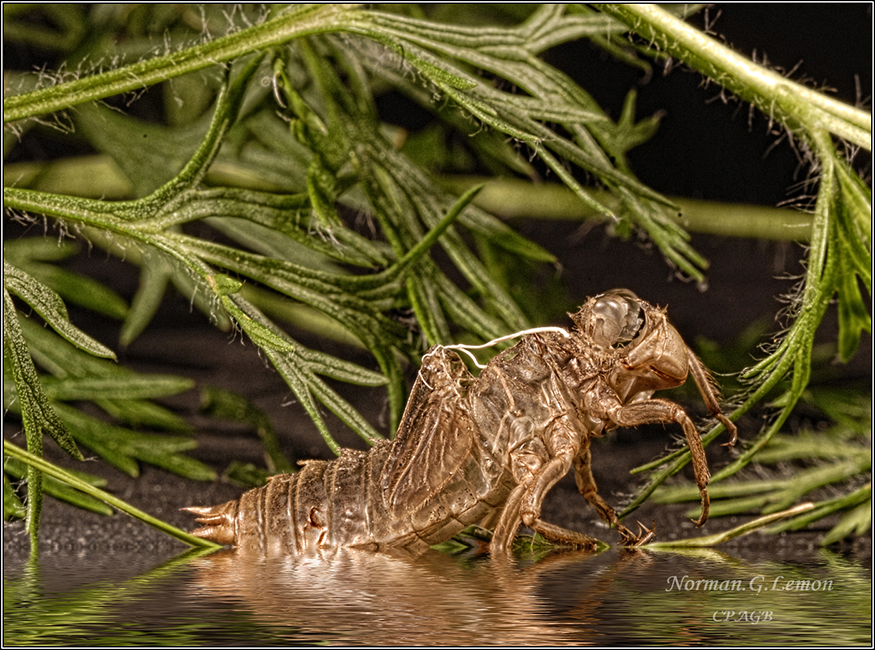 dragonfly’s shell (Exuvia) by Norman Lemon