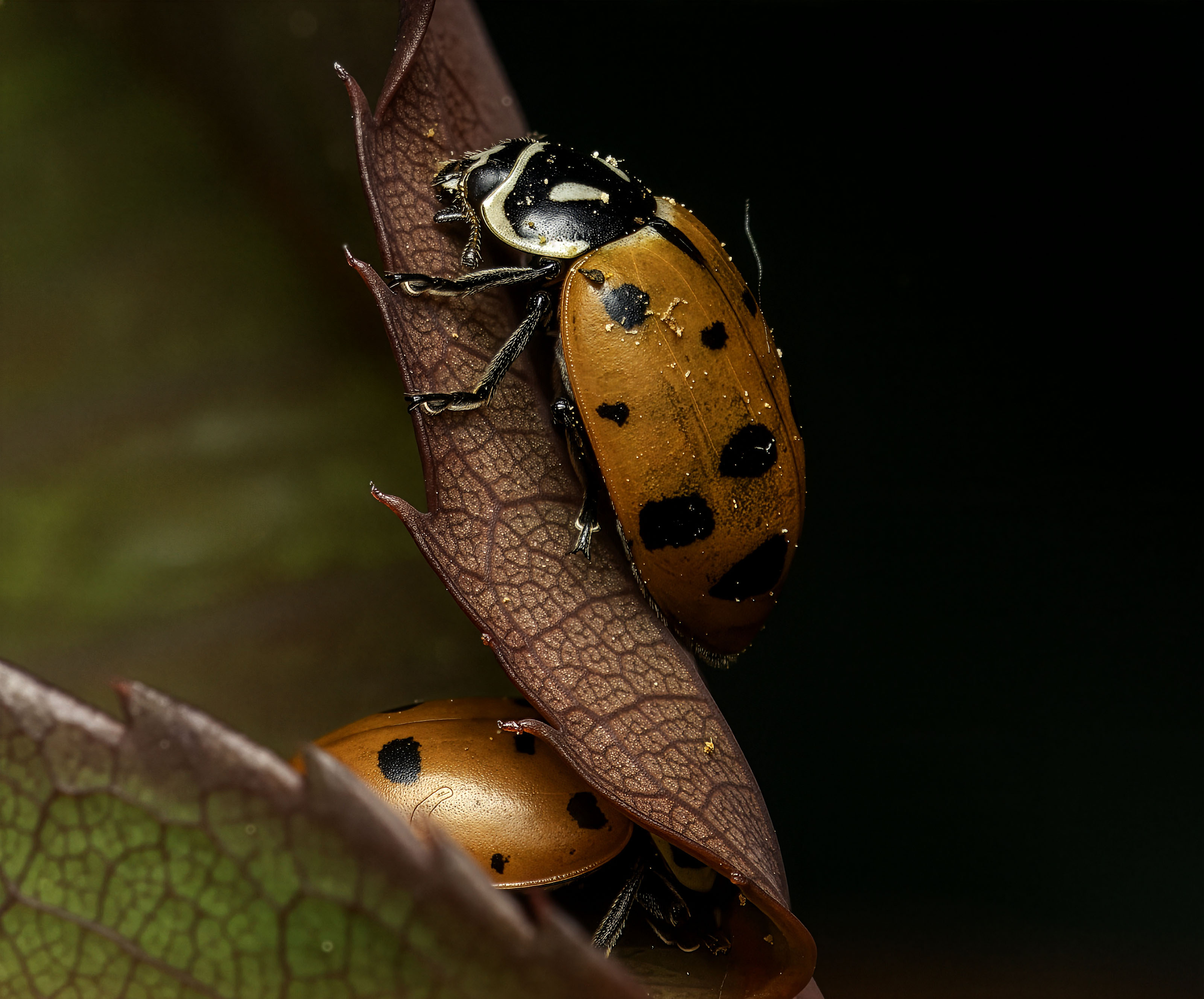 Ladybugs by Ruth Mayer