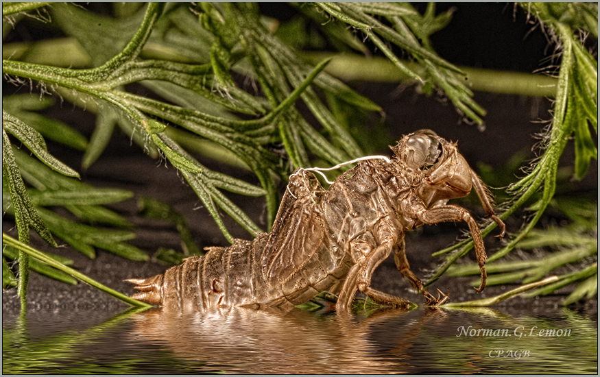 Comment Image