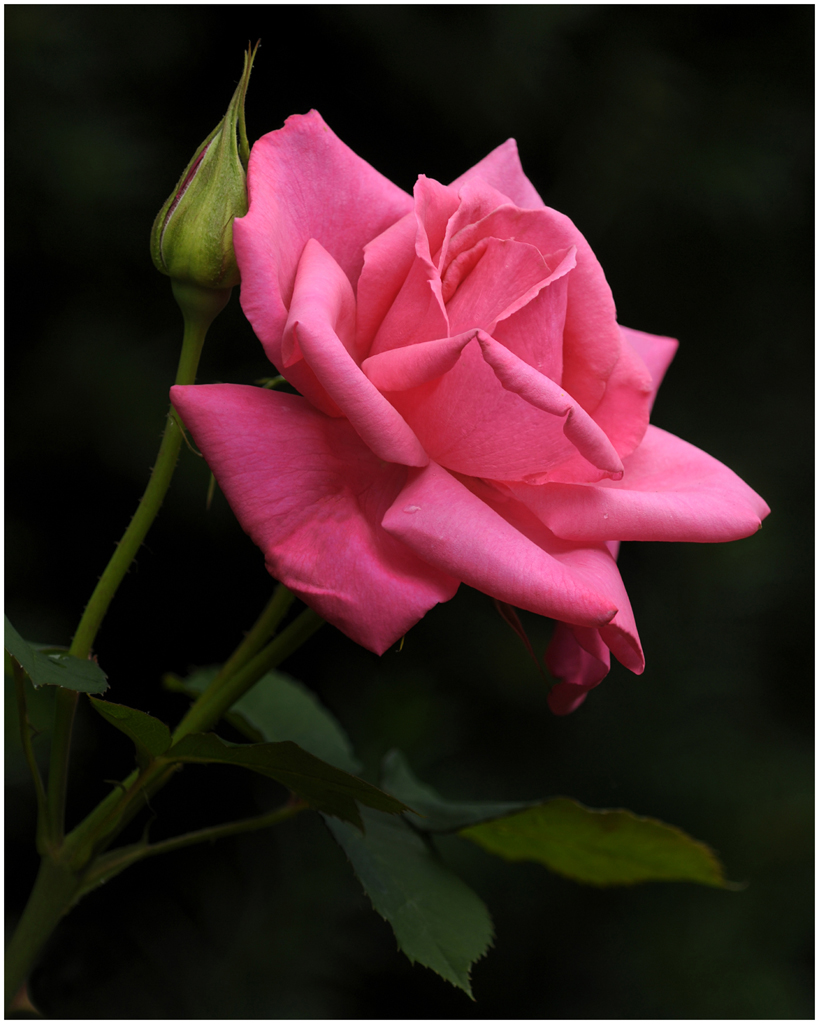 Pink Rose by Dick States