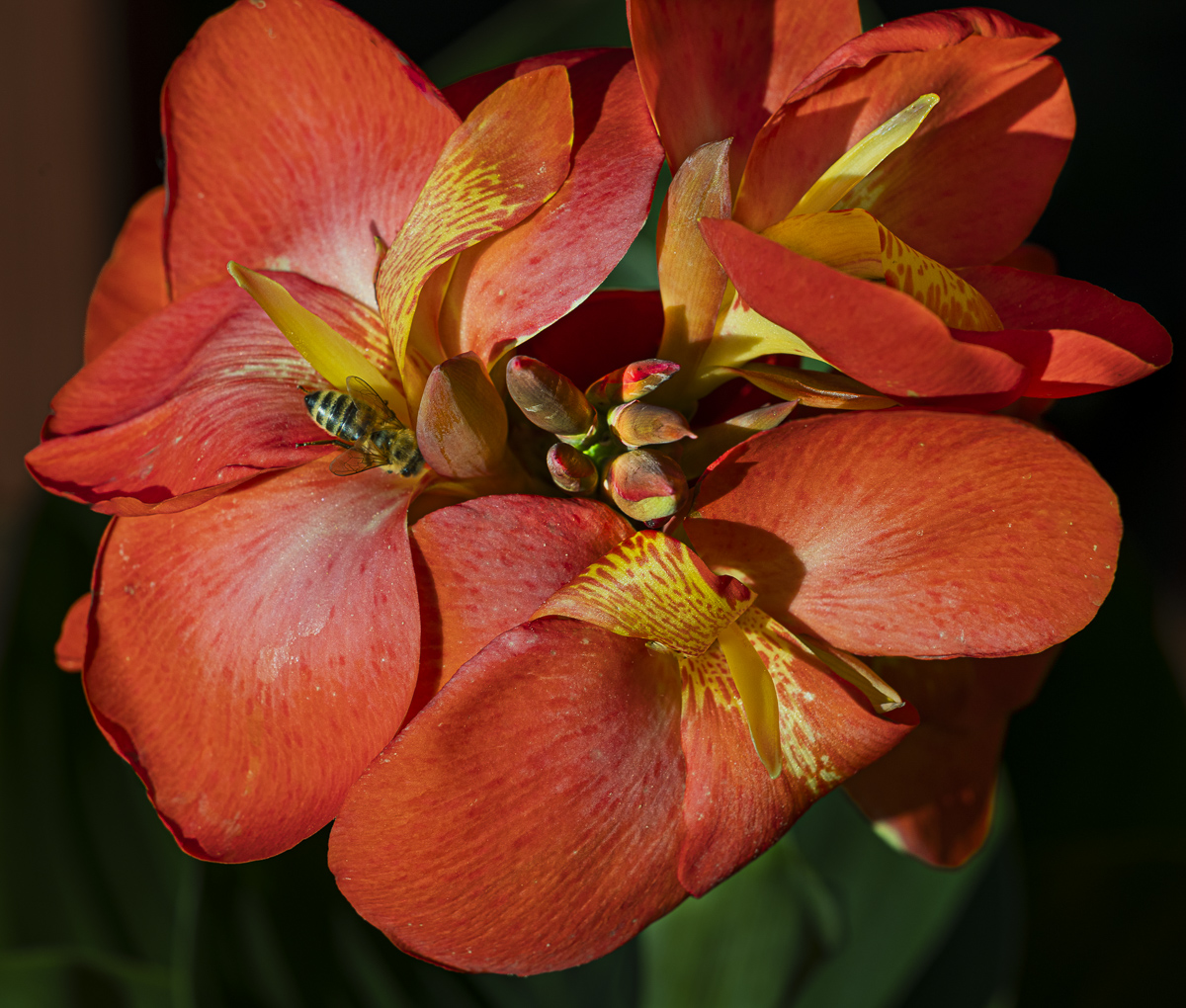 Canna Lily by Mark Bamberger
