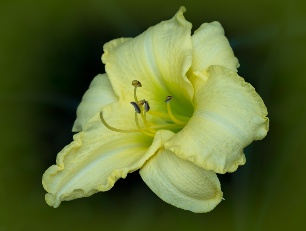 Daylily by Denise McKay