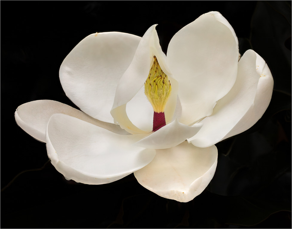 Magnolia by David Terao