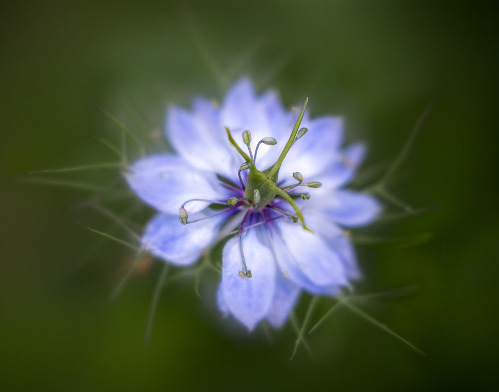 Nigella by David Terao