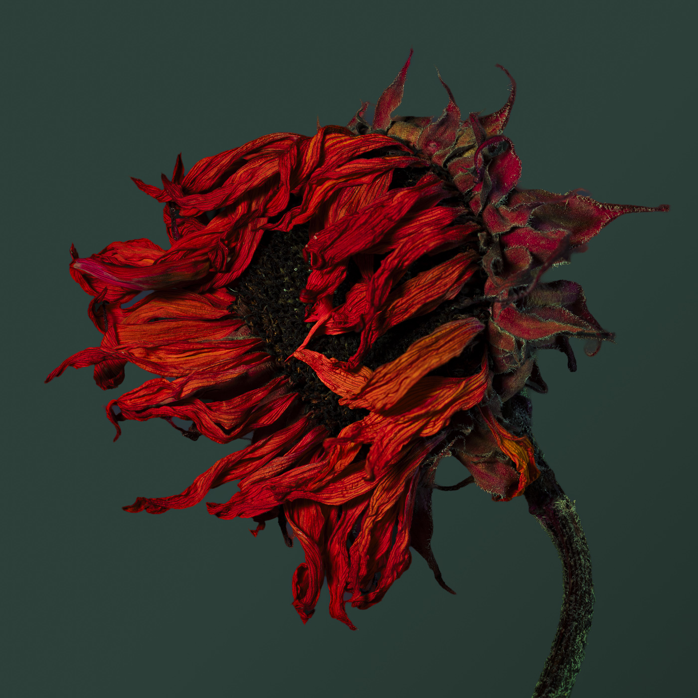 Summer's Sad End  by Mark Bamberger