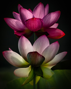 The Balanced Bloom. by Janet Pinkston