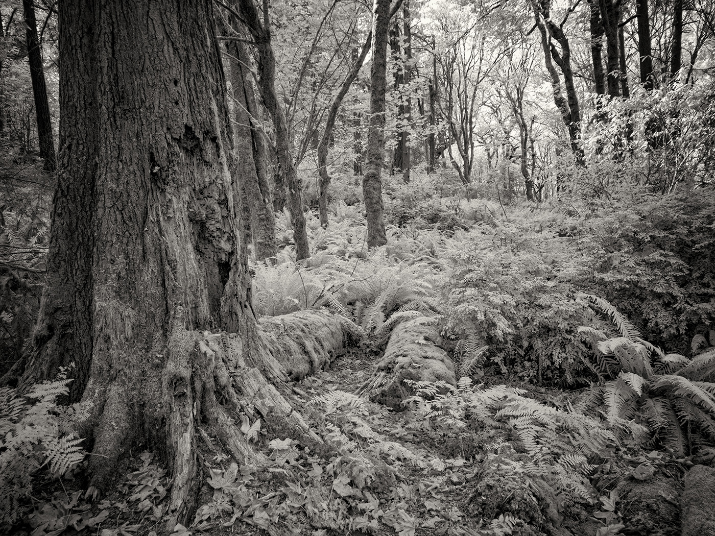 In The Rain Forest by Arik Gorban