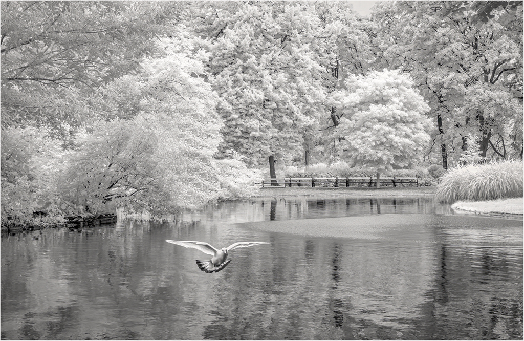 Pretty Pigeon by Charles Walker