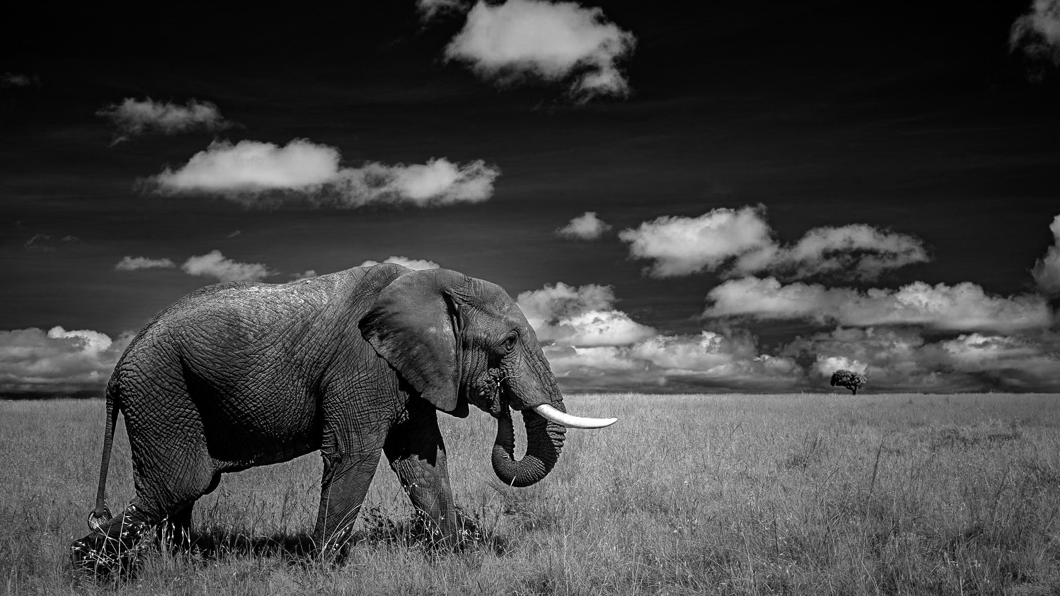 Walking and Eating by Steve Long