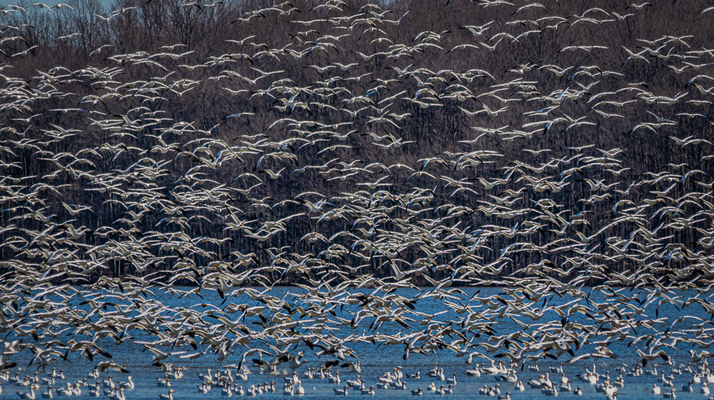 Snow Geese by David Kepley