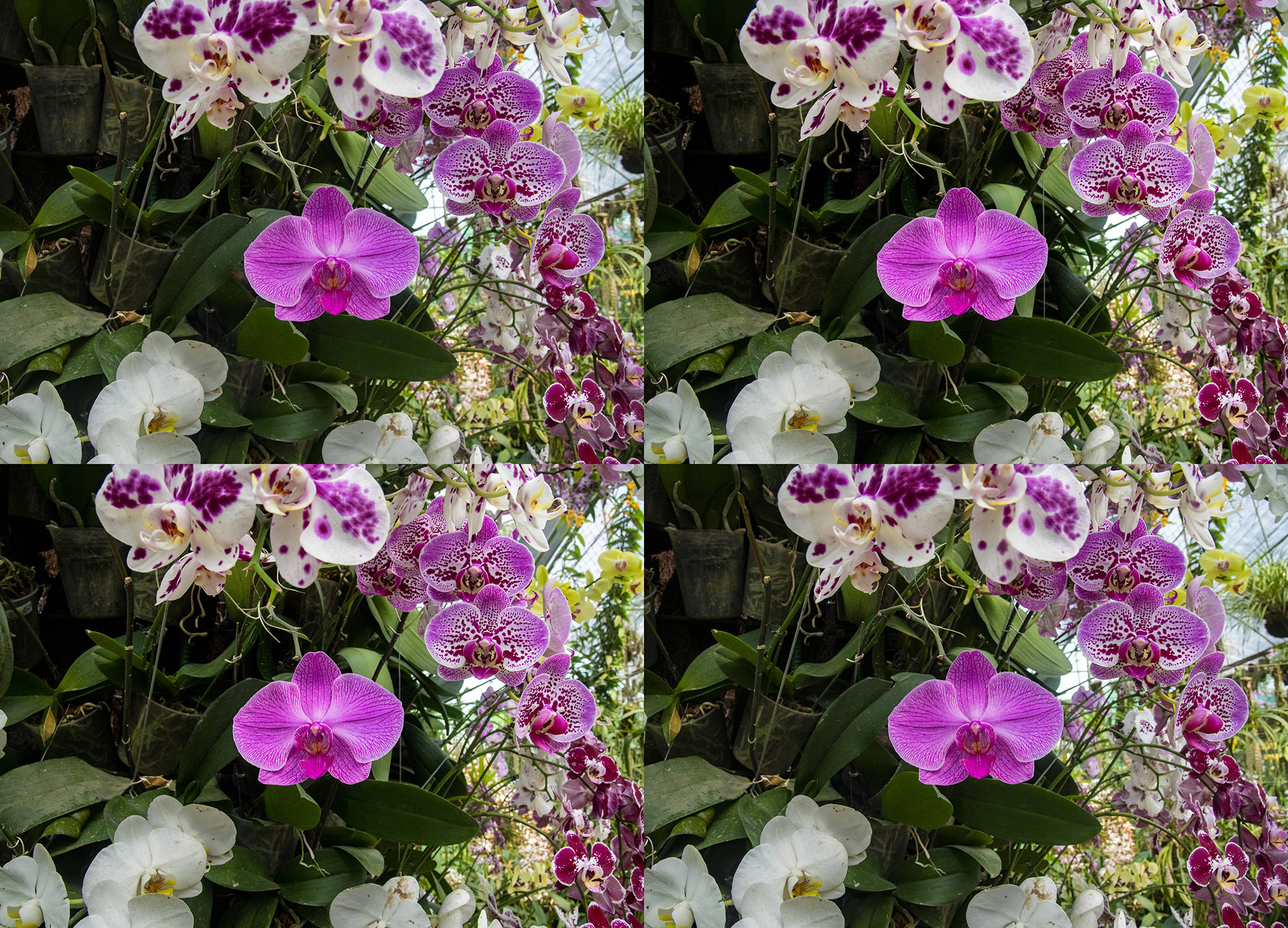 Orchids-1 by Satish Hanumantharao