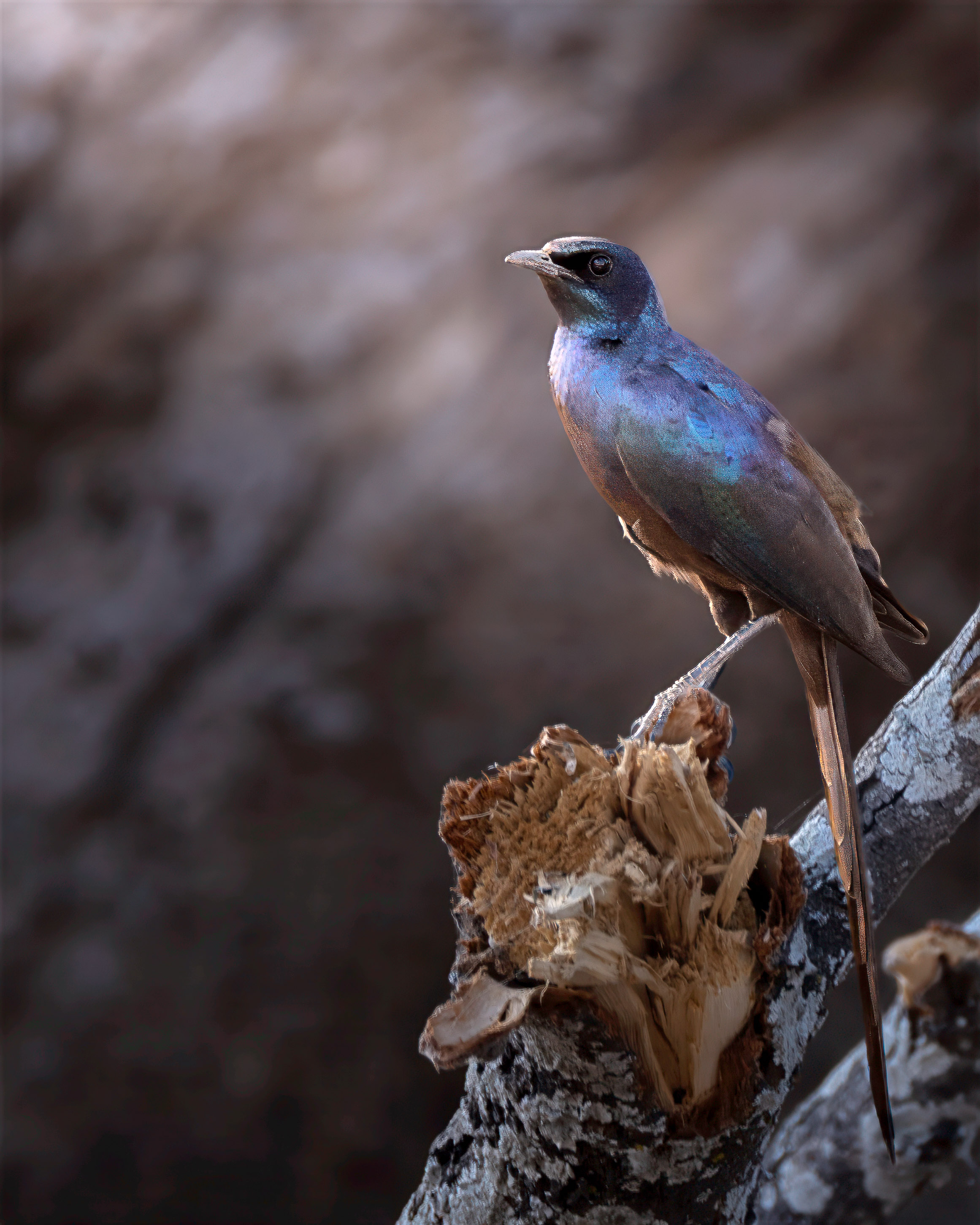 Burchell's Starling by Jaswant Madhavan