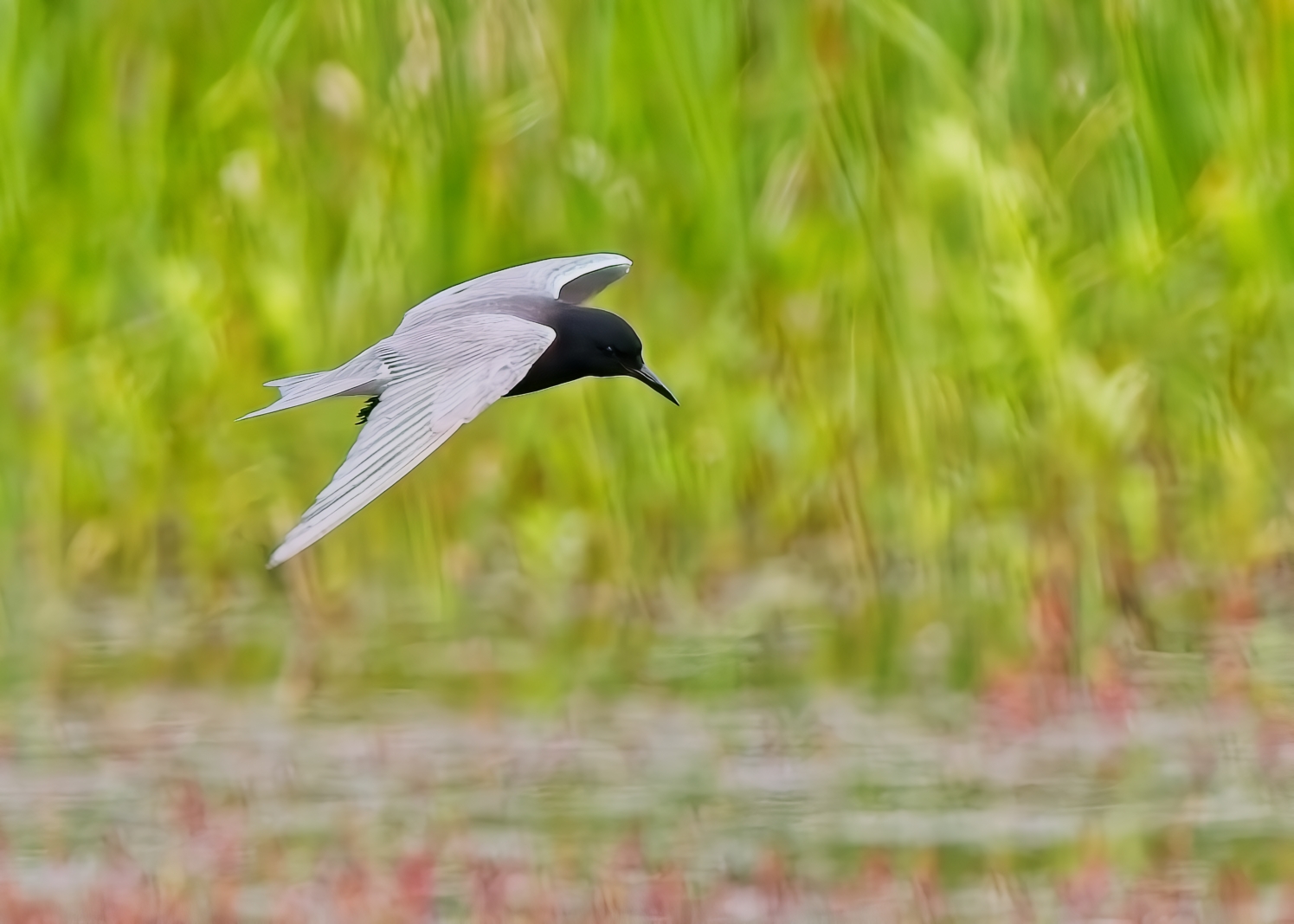 Black Tern by Pierre Williot
