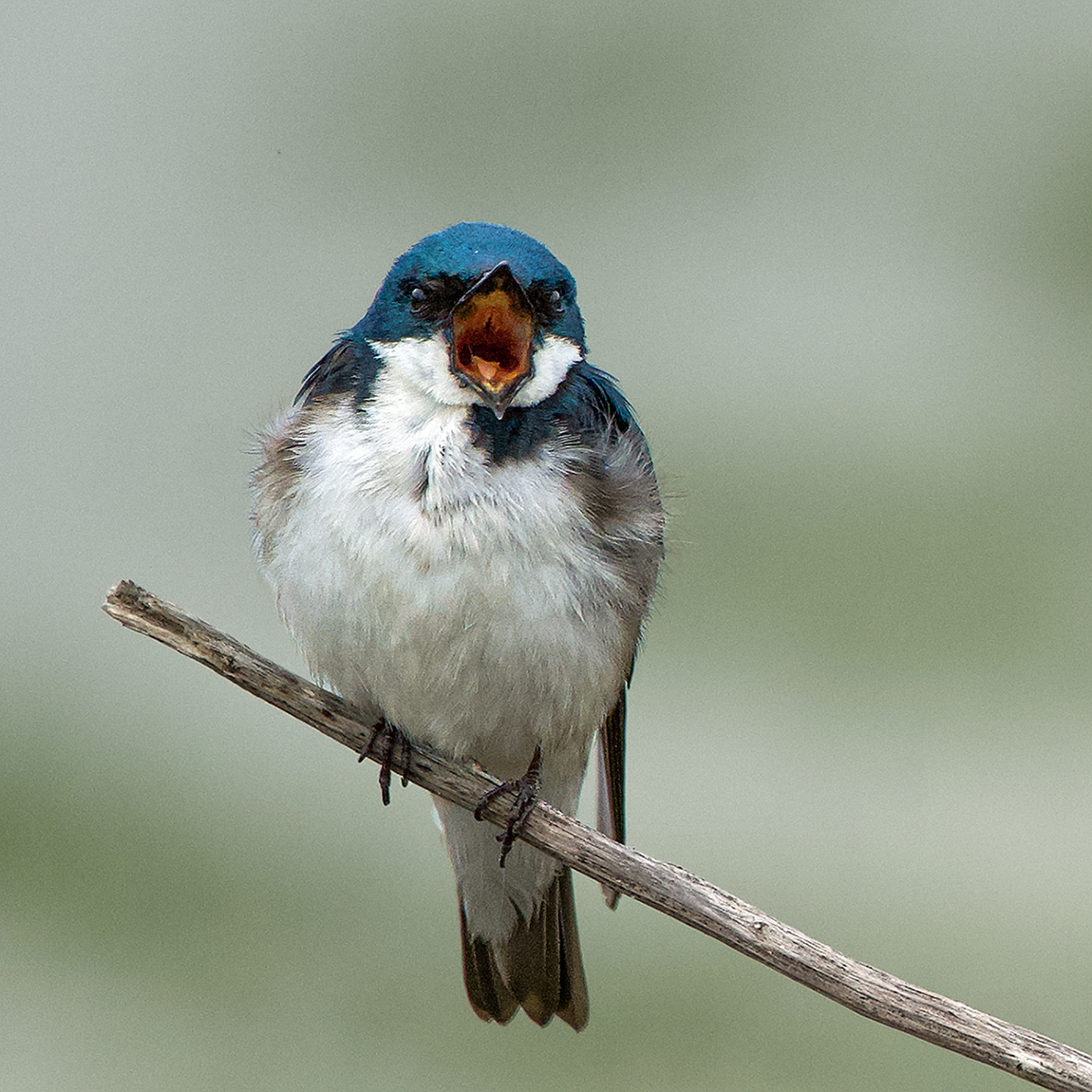 Excited Tree Swallow by Maria Small