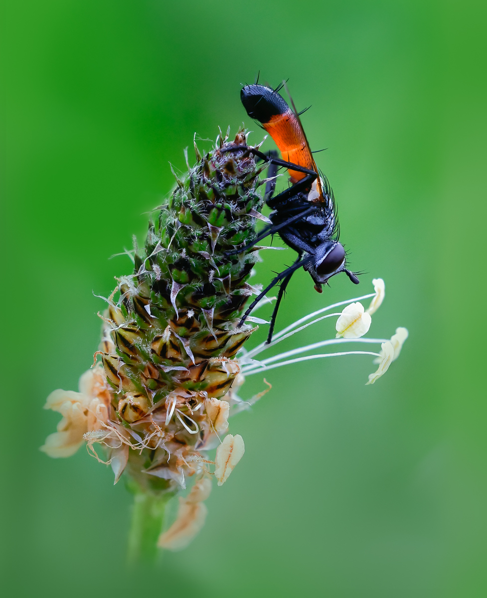 Tachinid Fly by Maria Mazo