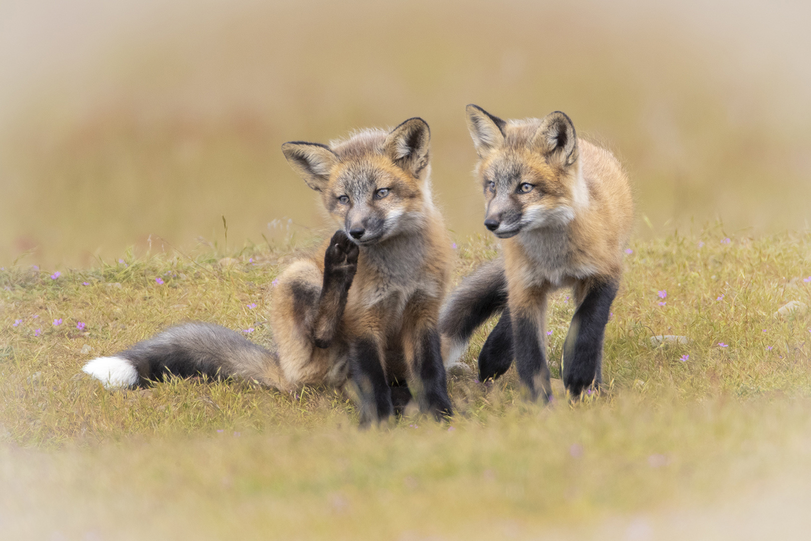 Twins by Bruce Benson