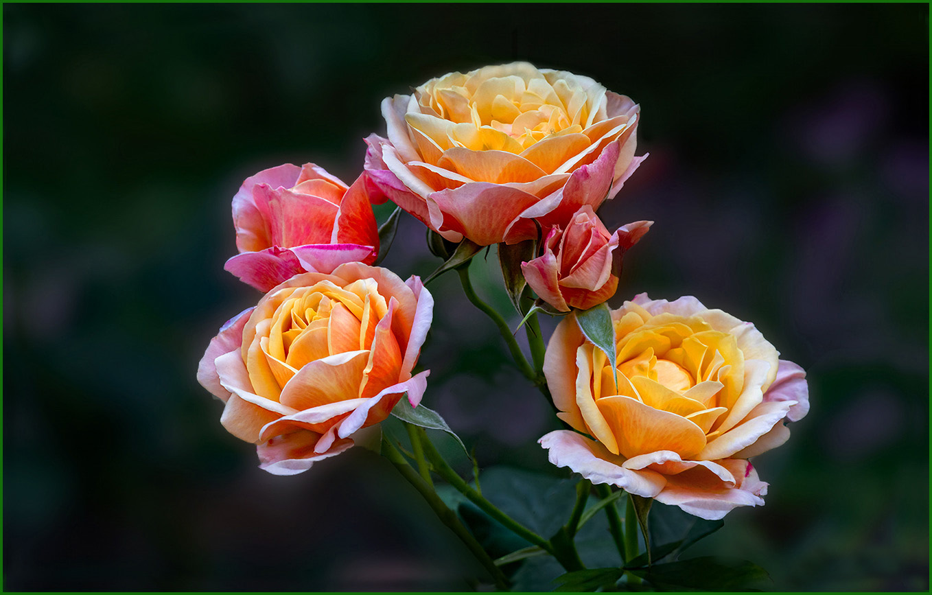 Roses by Murphy Hektner