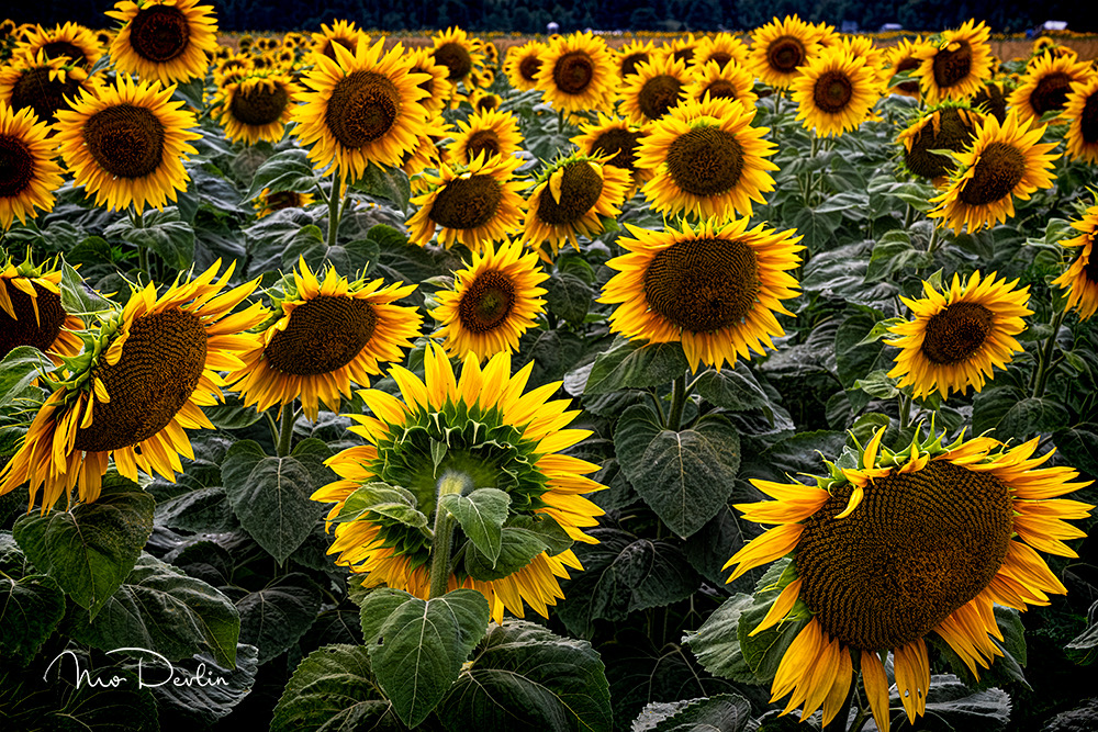 Sunflower by Mo Devlin