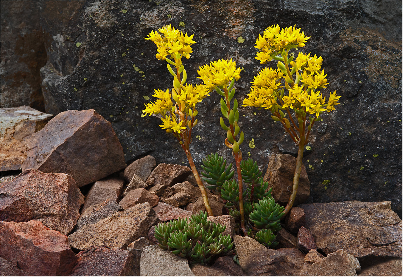 Stonecrop by Murphy Hektner