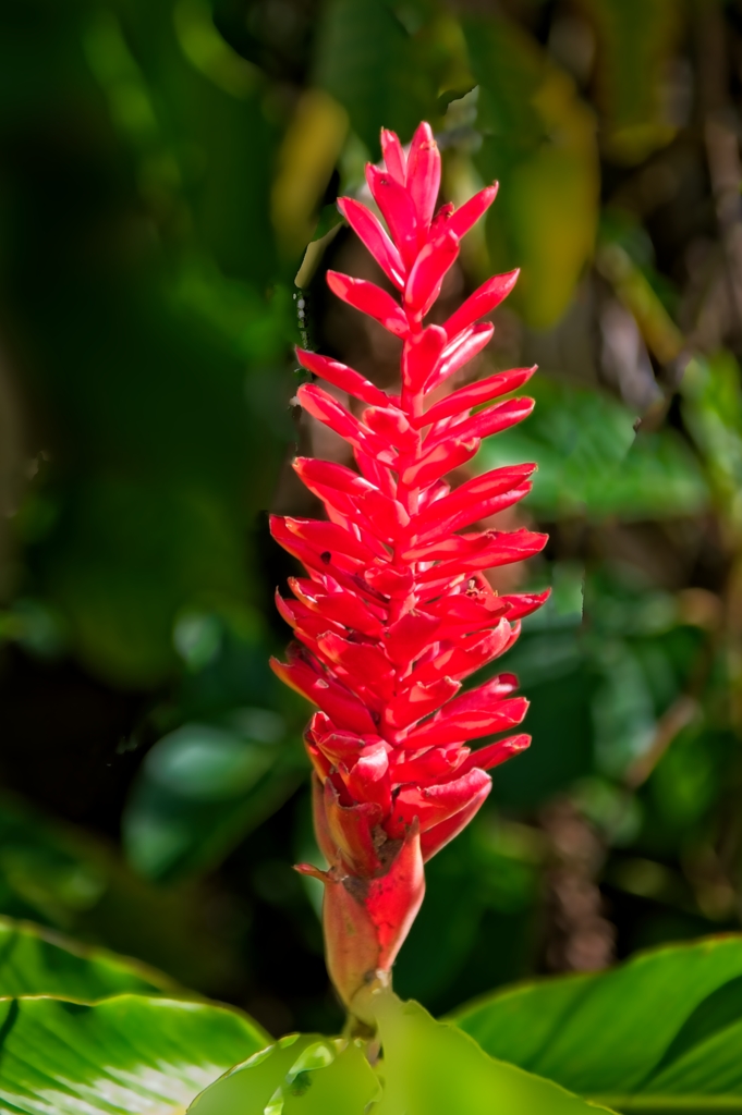Red flower (original unknown) by Gaetan Manuel