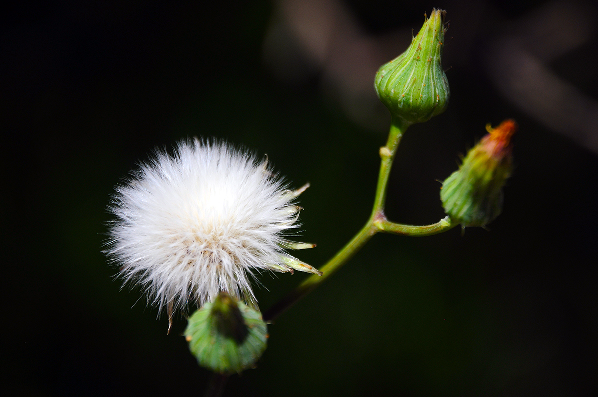 The Transformation of Sonchus by Sevinc Koyuncu Albayrak