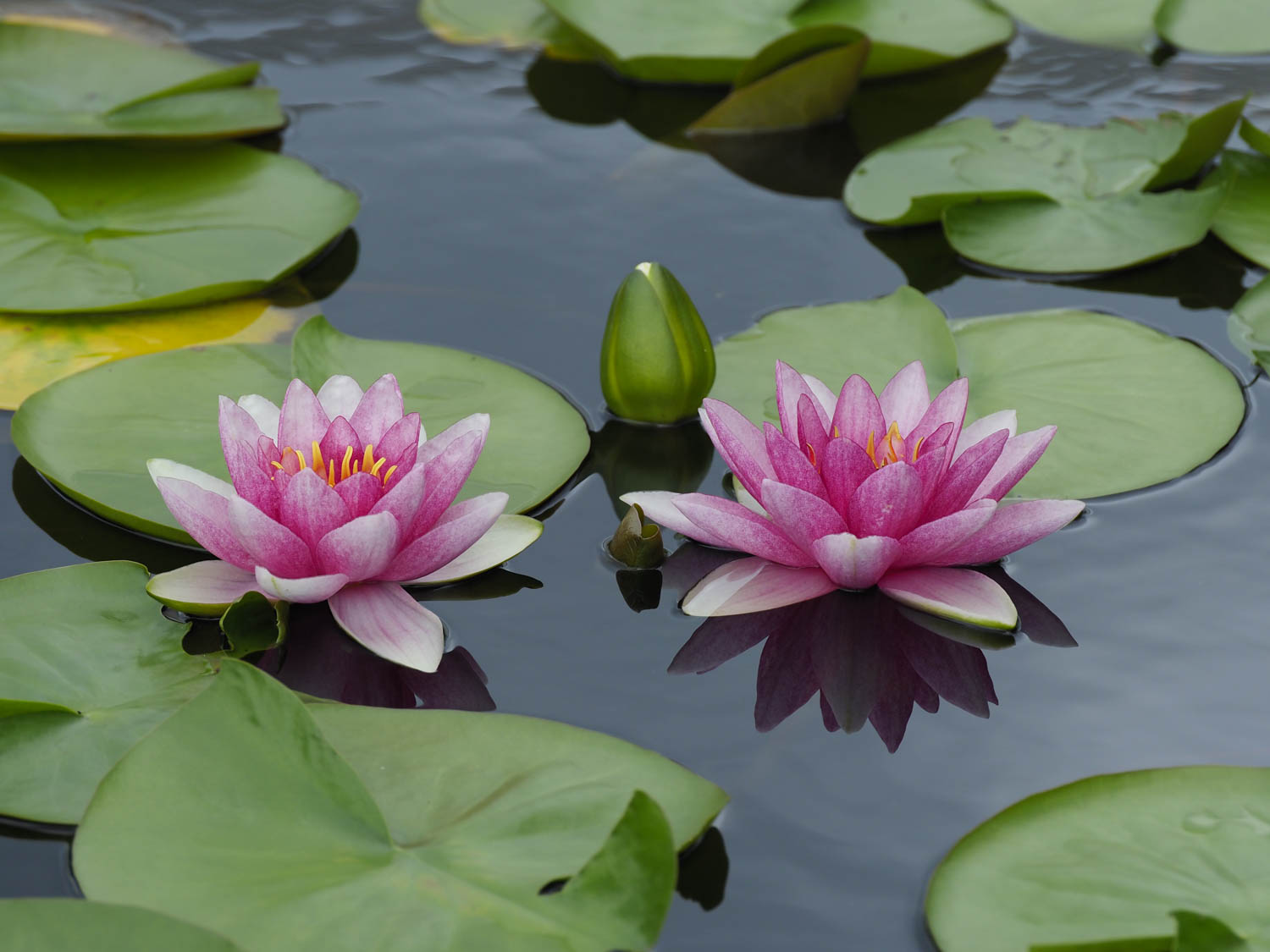 Waterlily by Susan Bailey