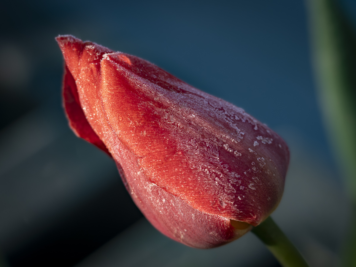 Frozen Tulip by Vincent Cochain