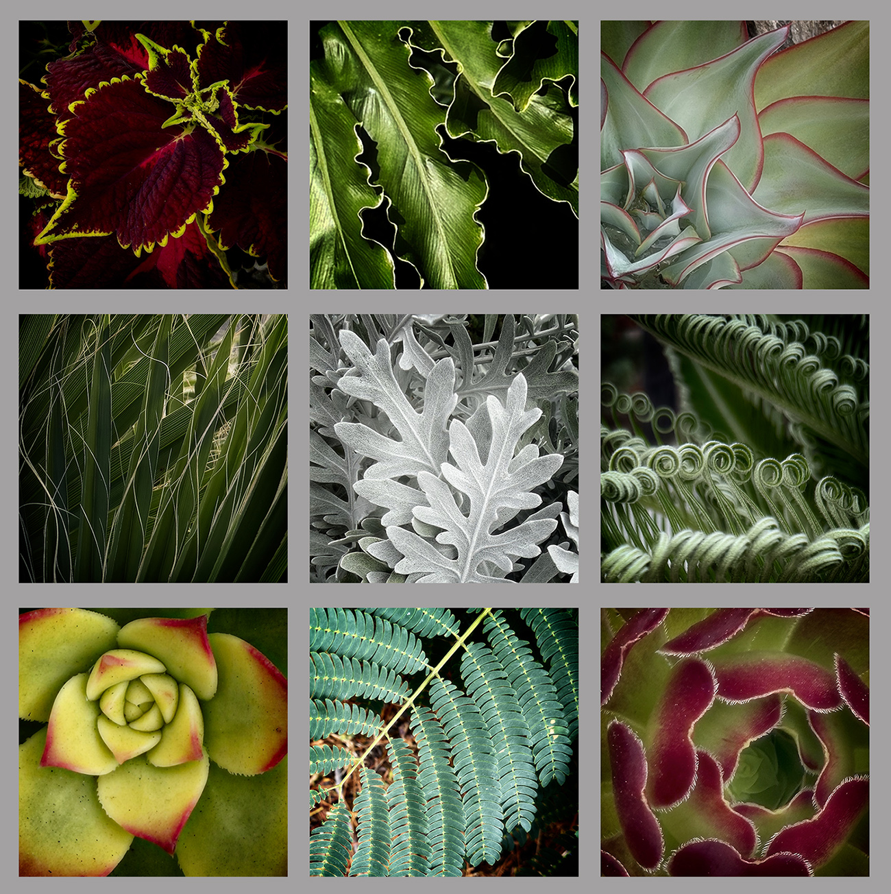 Leafy Collage by Jan Handman
