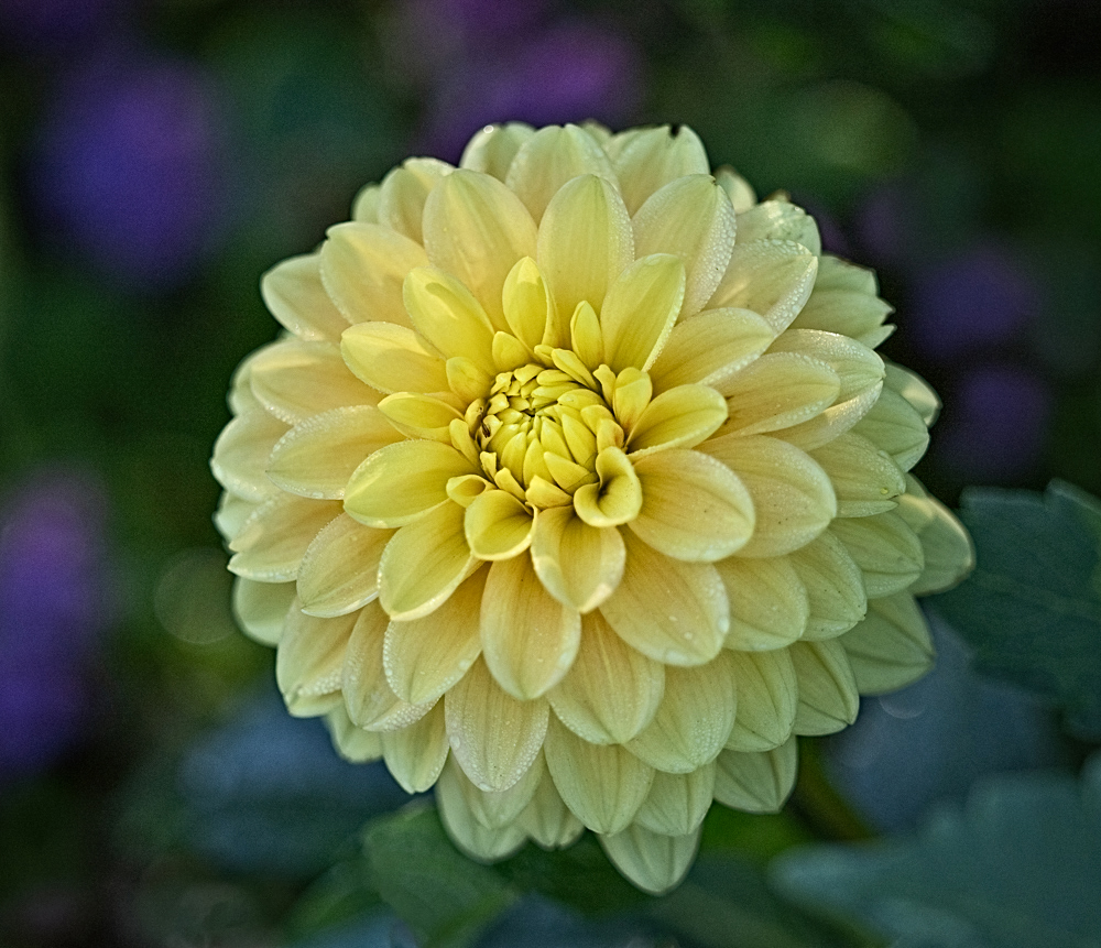 Comment Image