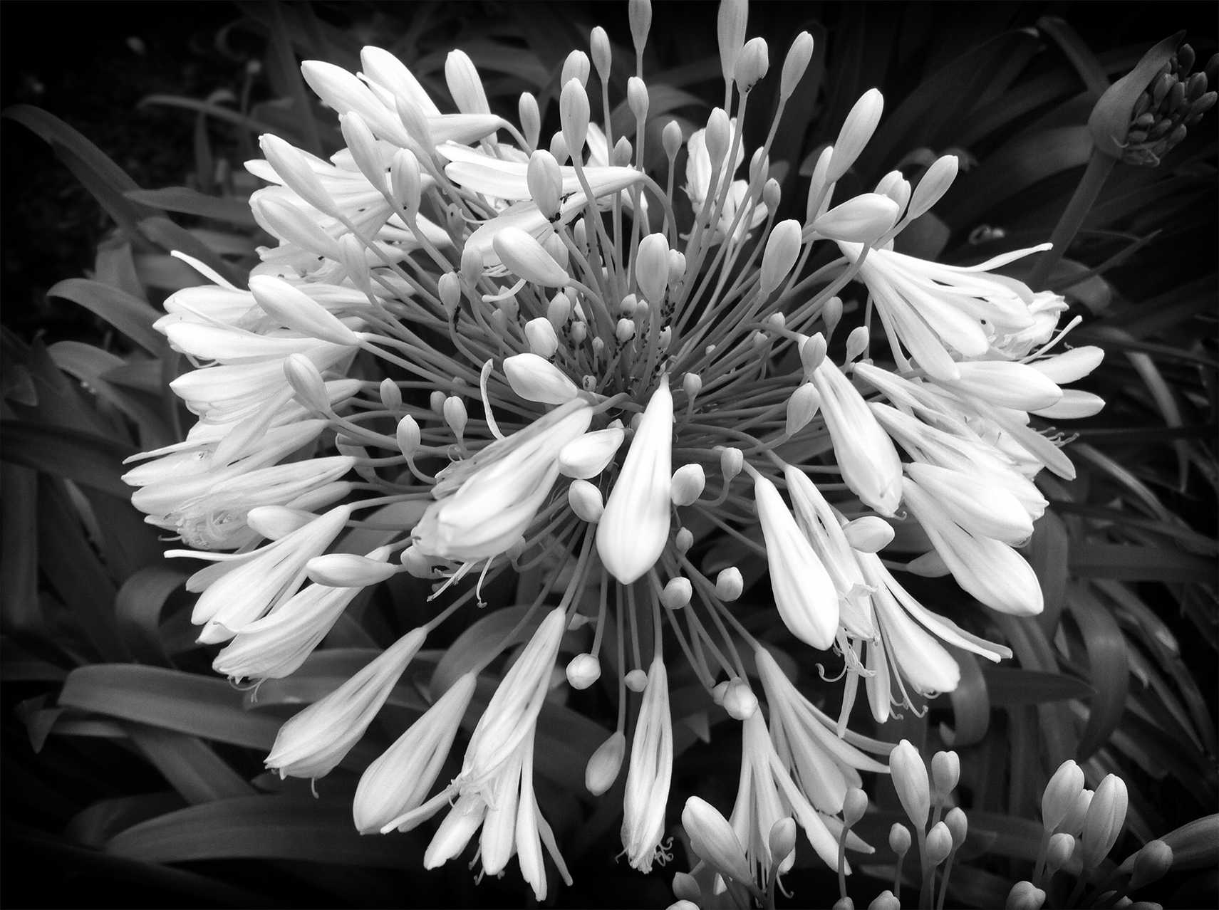  Agapanthus (African Lily, Lily of the Nile) by Jean Wu
