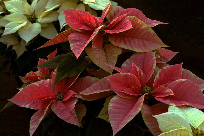Poinsettias by Marti Buckely