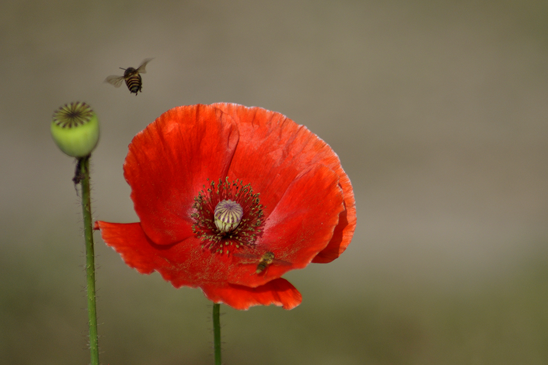 Pollination 119 by Syed Shakhawat Kamal