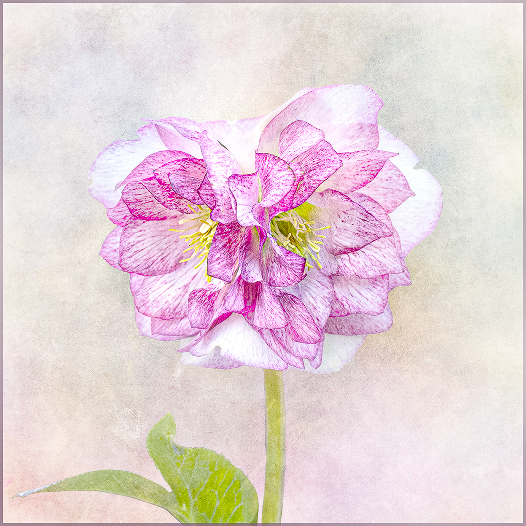 Comment Image
