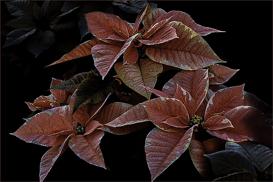 Comment Image