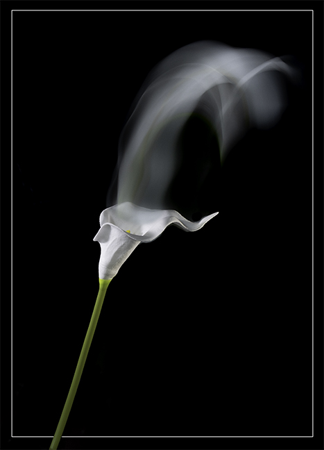 Lily and twirl by Angela Bonner