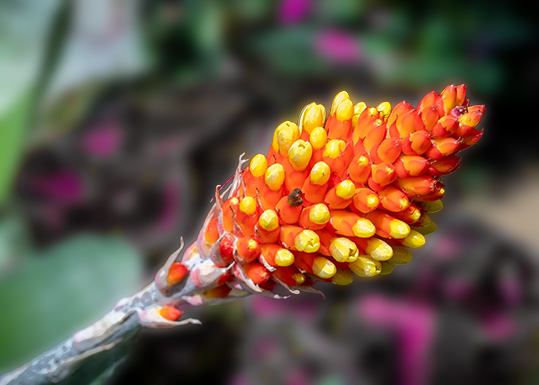 Comment Image