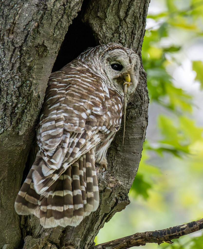 "Surprise" by Laurie McShane
