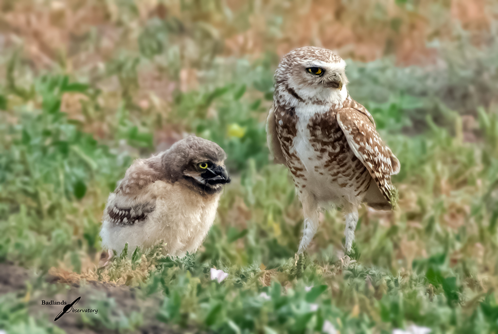 Burrowing Owl Feeding Time by Teresa Hofer