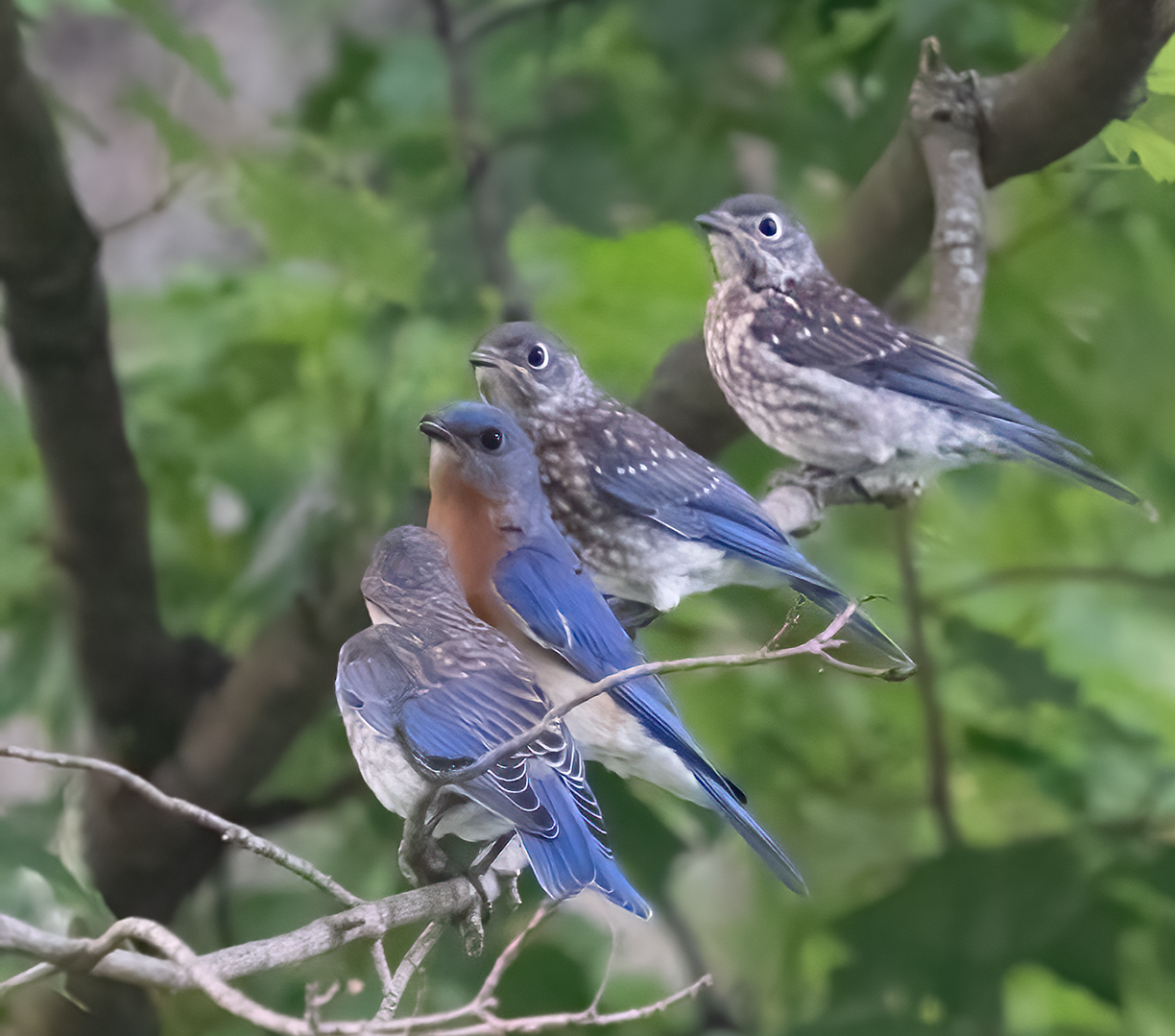 Bluebird Family Get-Together  by Kathleen Colligan