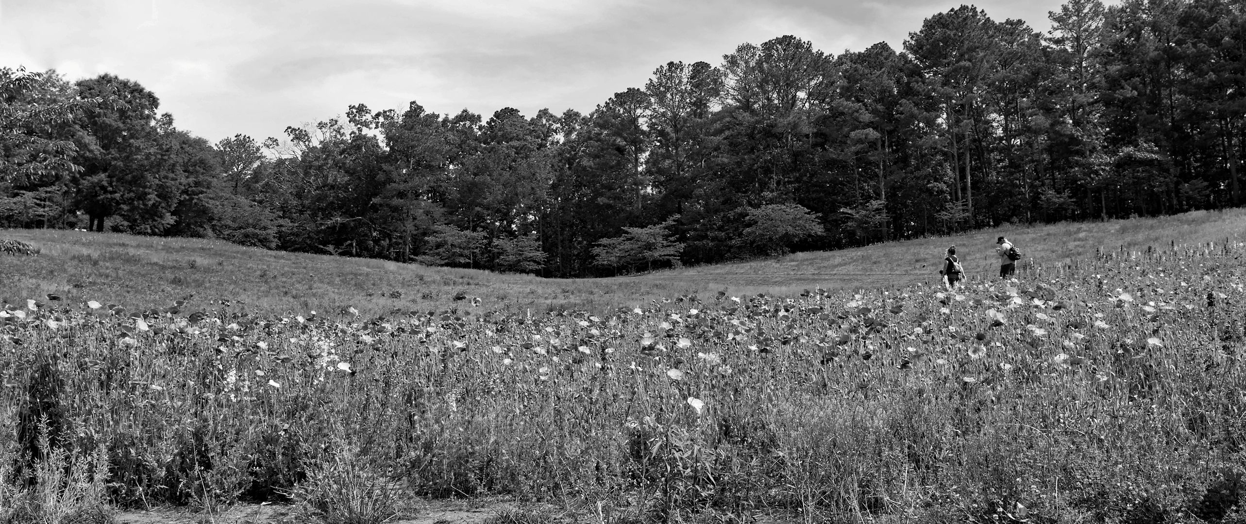 Among The Poppies by Elsie Allen