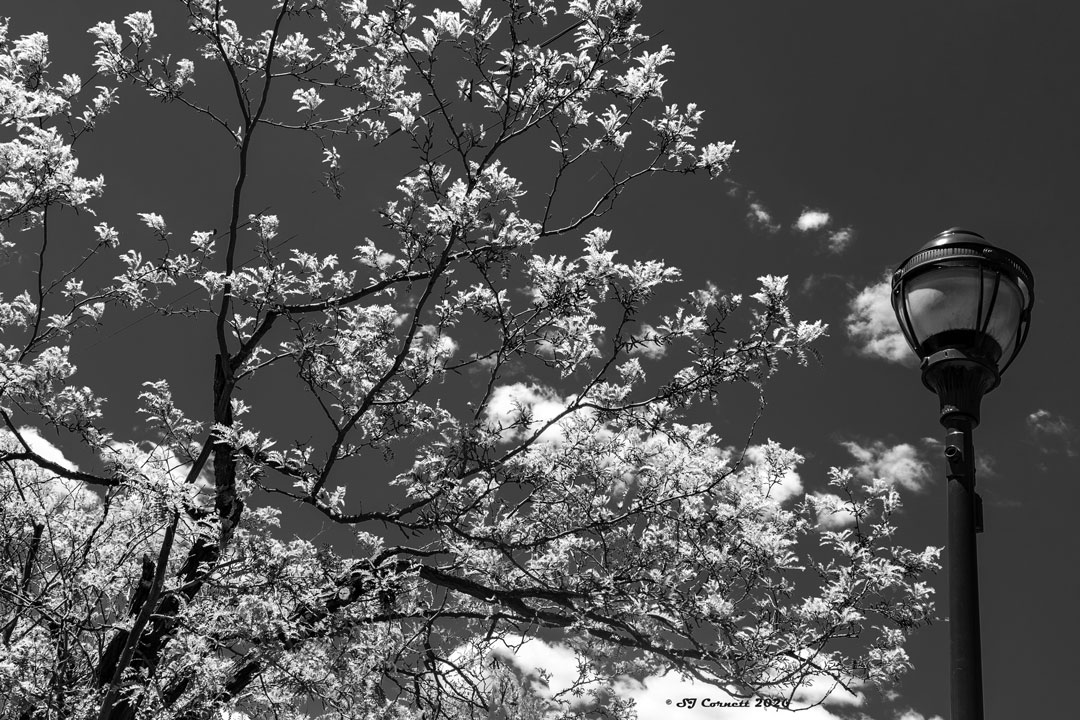 Through The Trees by Sheila Cornett