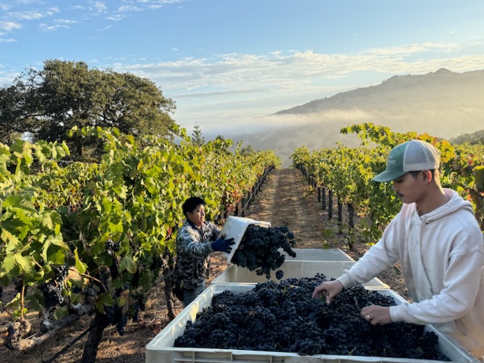 Grape Harvest by Jack Florence Jr