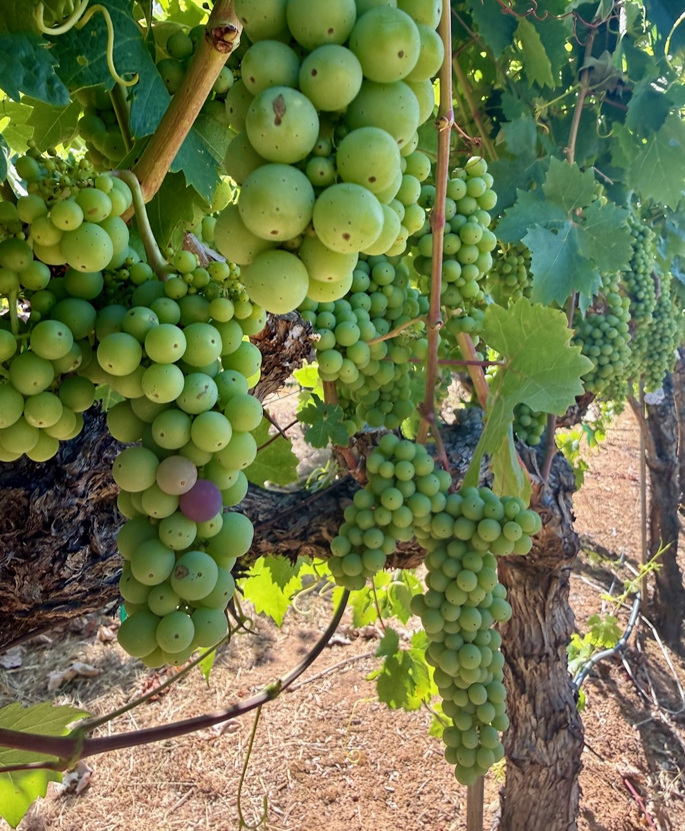 Verasion by Jack Florence Jr