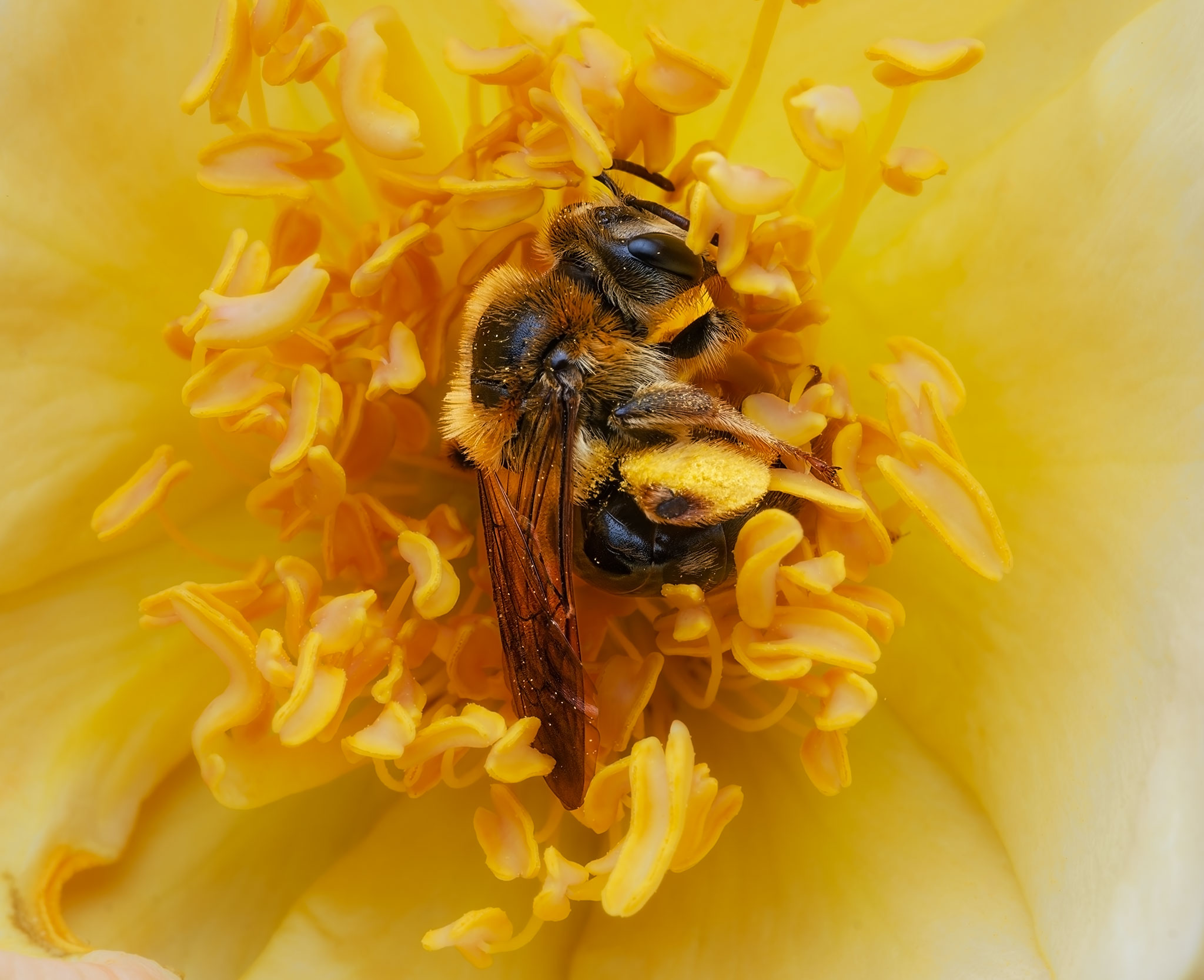 Dreaming in Yellow by Canan Karatekin
