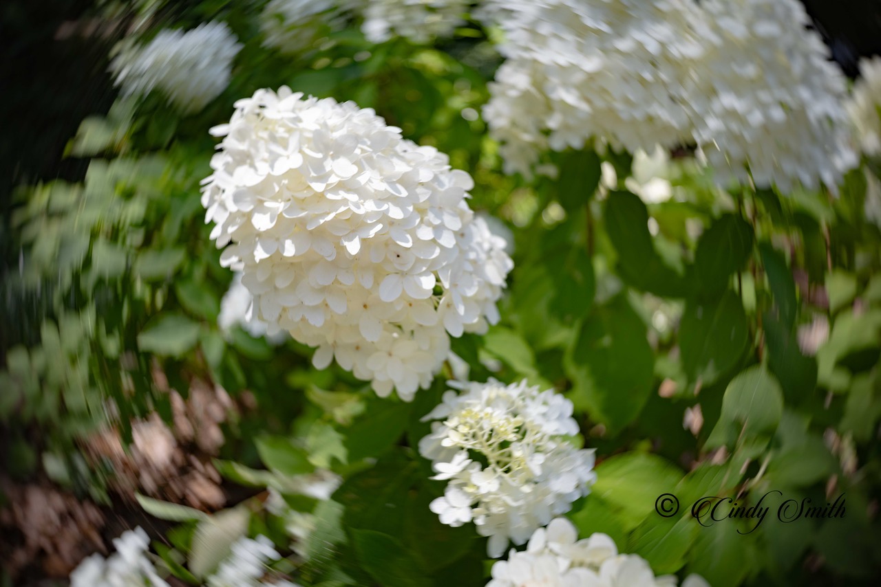 Hydrangeas by Cindy Smith