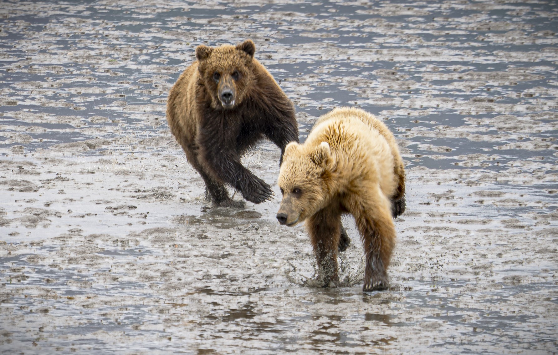The Wild Life by Jennifer Marano