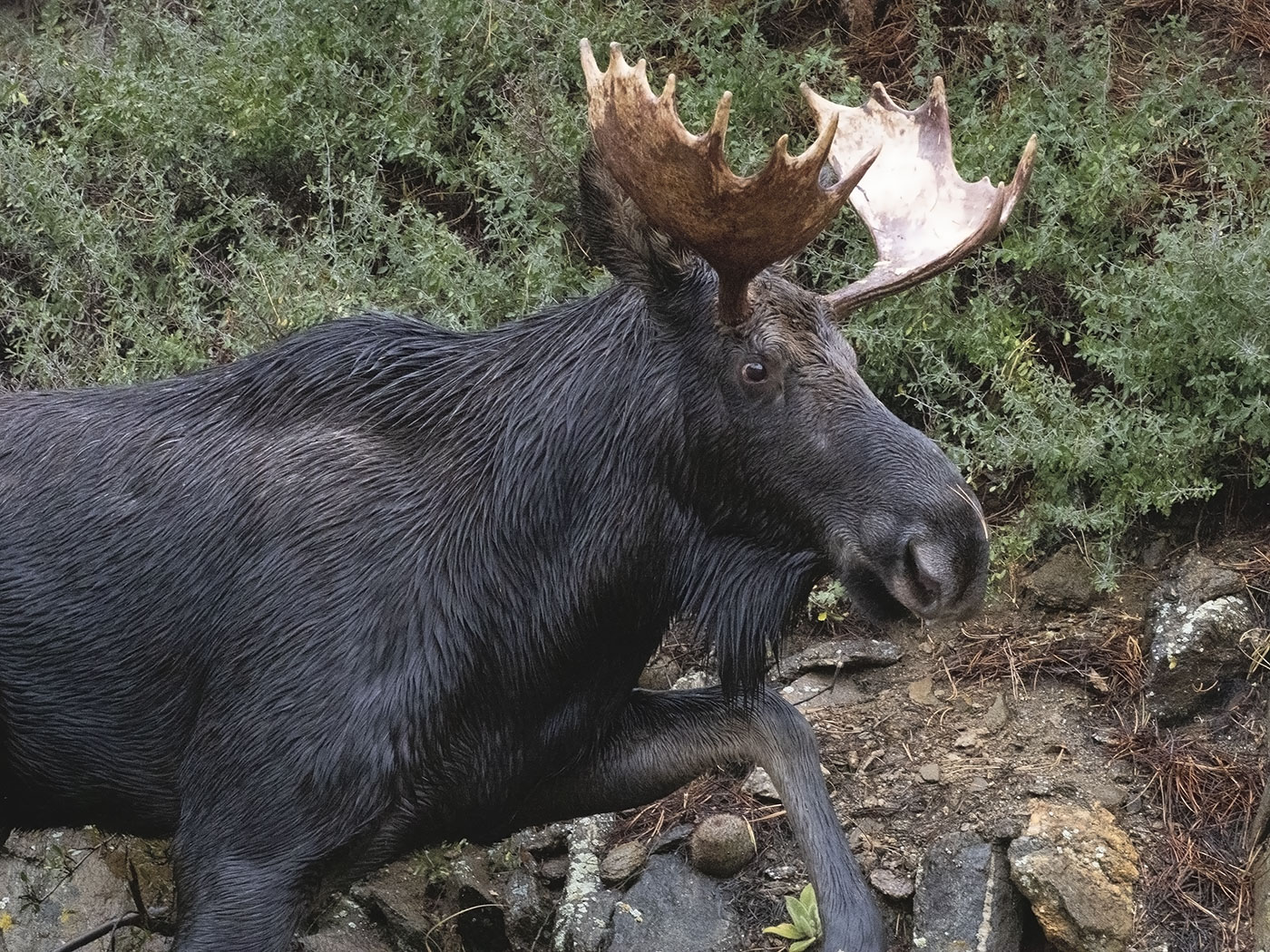 Moose Climb by Stephanie McAndrews