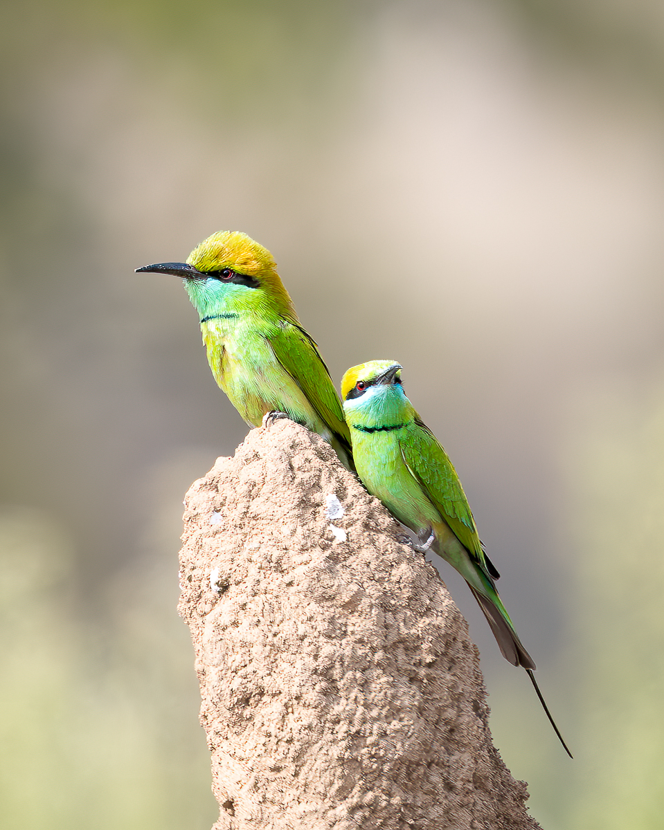 Bee Eaters by Kathryn Engle